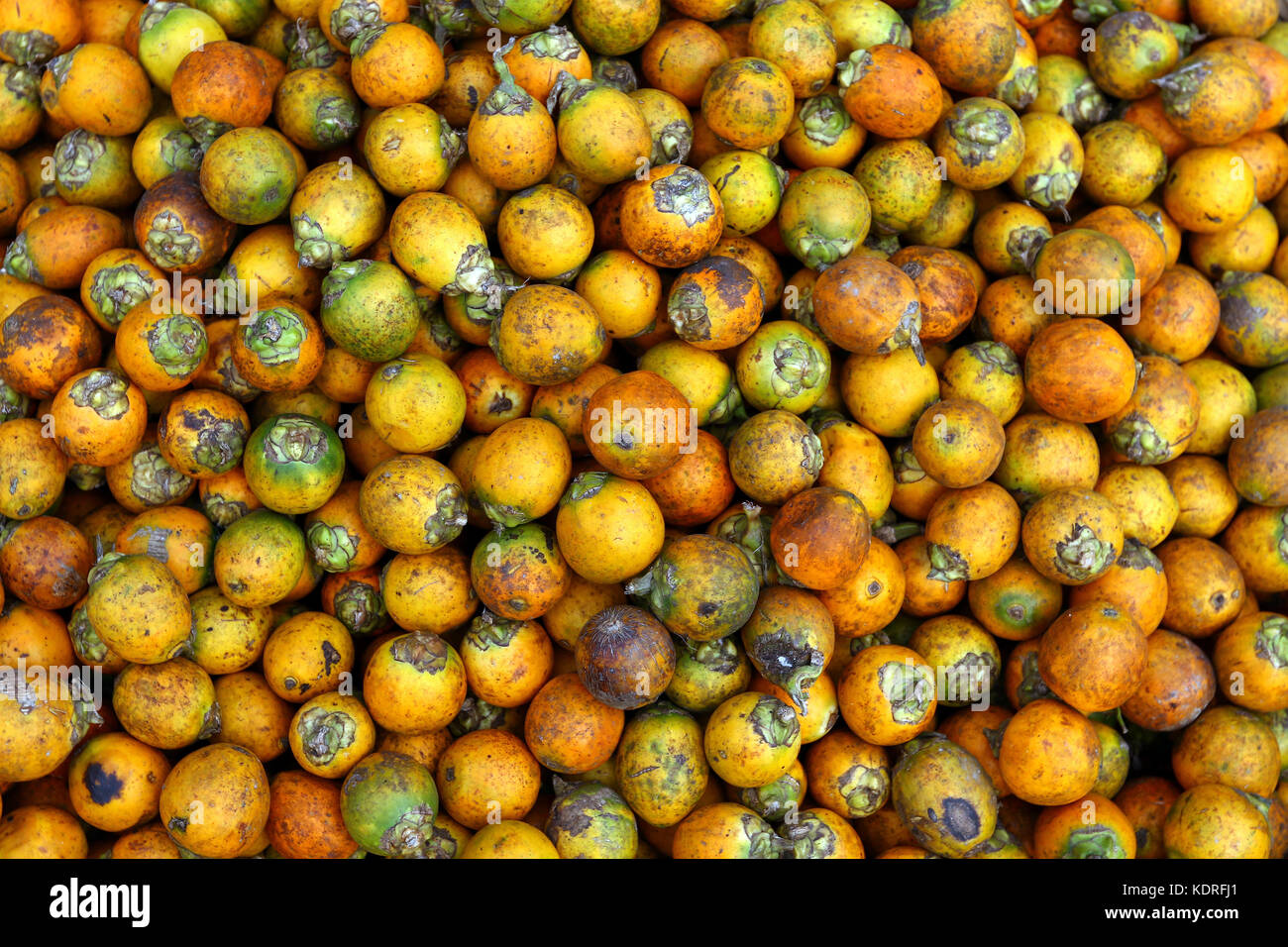 Raw Betel Nut in dhaka Stock Photo Alamy