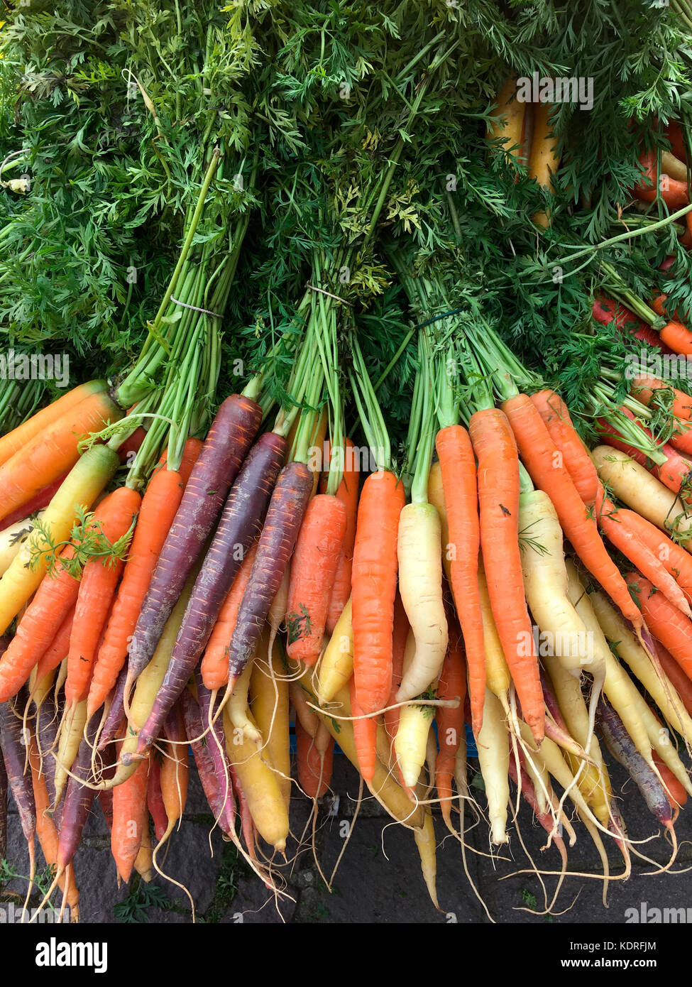 Organic carrots - freshly picked from the farmers field Stock Photo