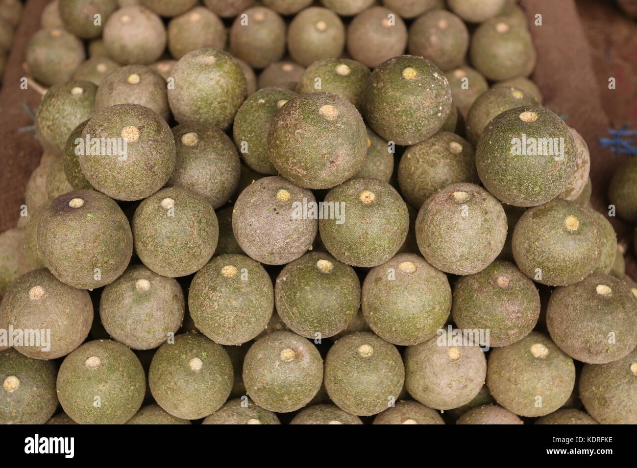 Wood-apple, Limonia acidissima, Pune, Maharashtra, Stock Photo