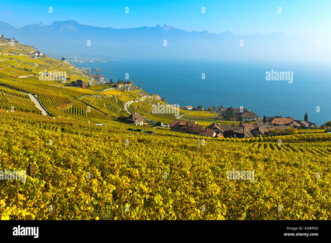 Vineyards in golden autumn foliage rising above Lake Geneva, Rivaz, Lavaux, Vaud, Switzerland Stock Photo
