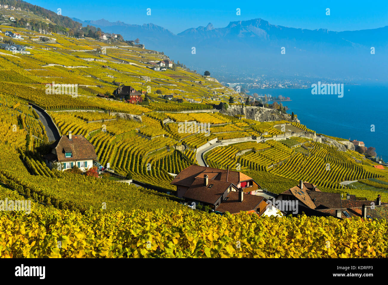 Lavaux vineyards in golden autumn foliage at Lake Geneva, Rivaz, Lavaux, Vaud, Switzerland Stock Photo