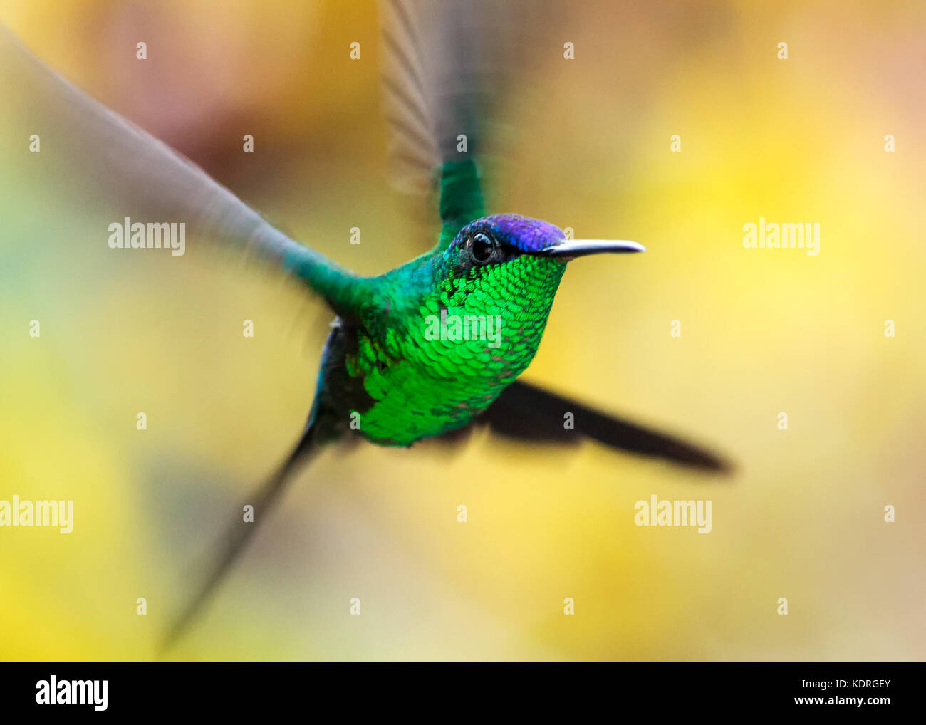 Purple head hummingbird flight Stock Photo