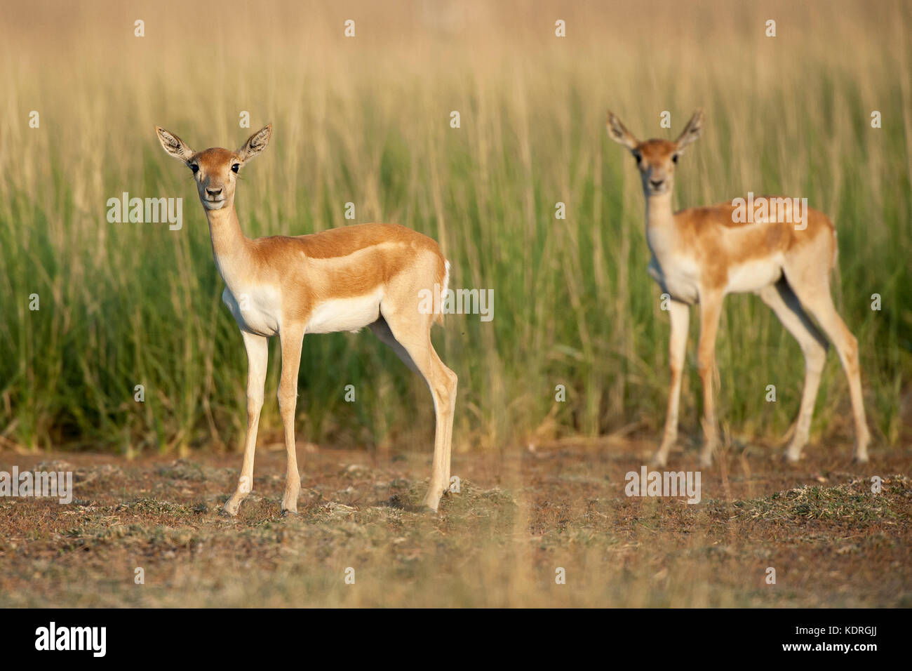 The image of Young Blackbuck ( Antilope cervicapra) was taken in Taal chappar Rajasthan, India Stock Photo