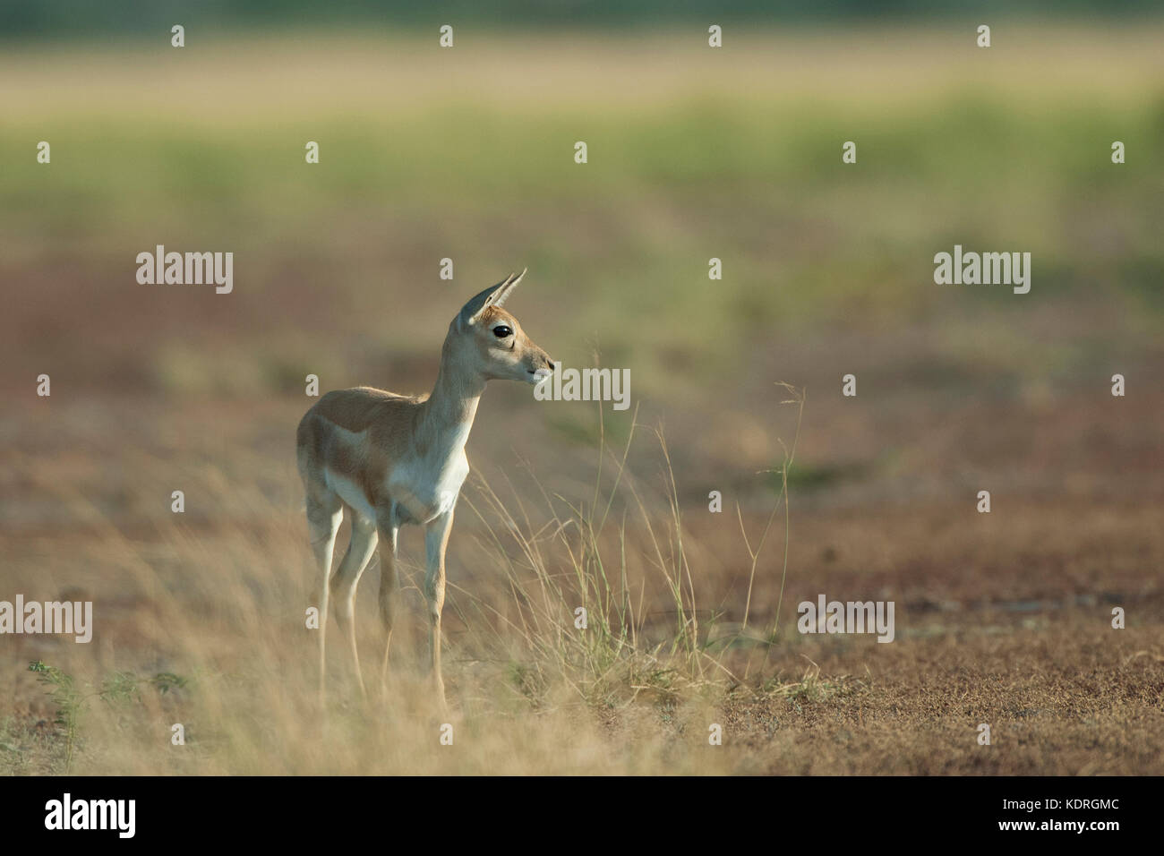 The image of Young Blackbuck ( Antilope cervicapra) was taken in Taal chappar Rajasthan, India Stock Photo