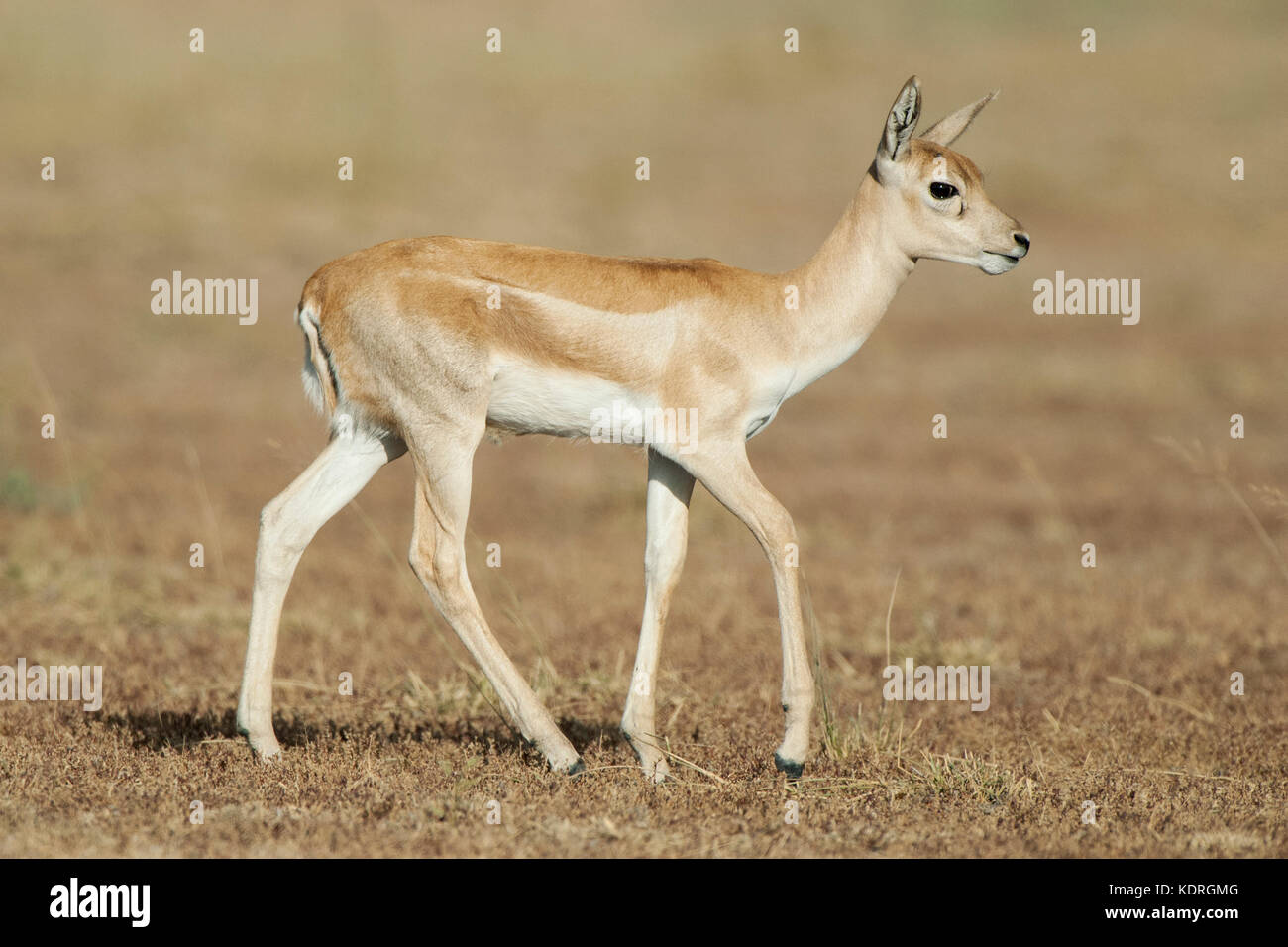 The image of Young Blackbuck ( Antilope cervicapra) was taken in Taal chappar Rajasthan, India Stock Photo