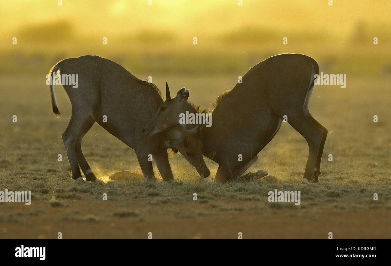 The image of Nilgai sparring ( Boselaphus tragocamelus) in Taal chappar Rajasthan, India Stock Photo