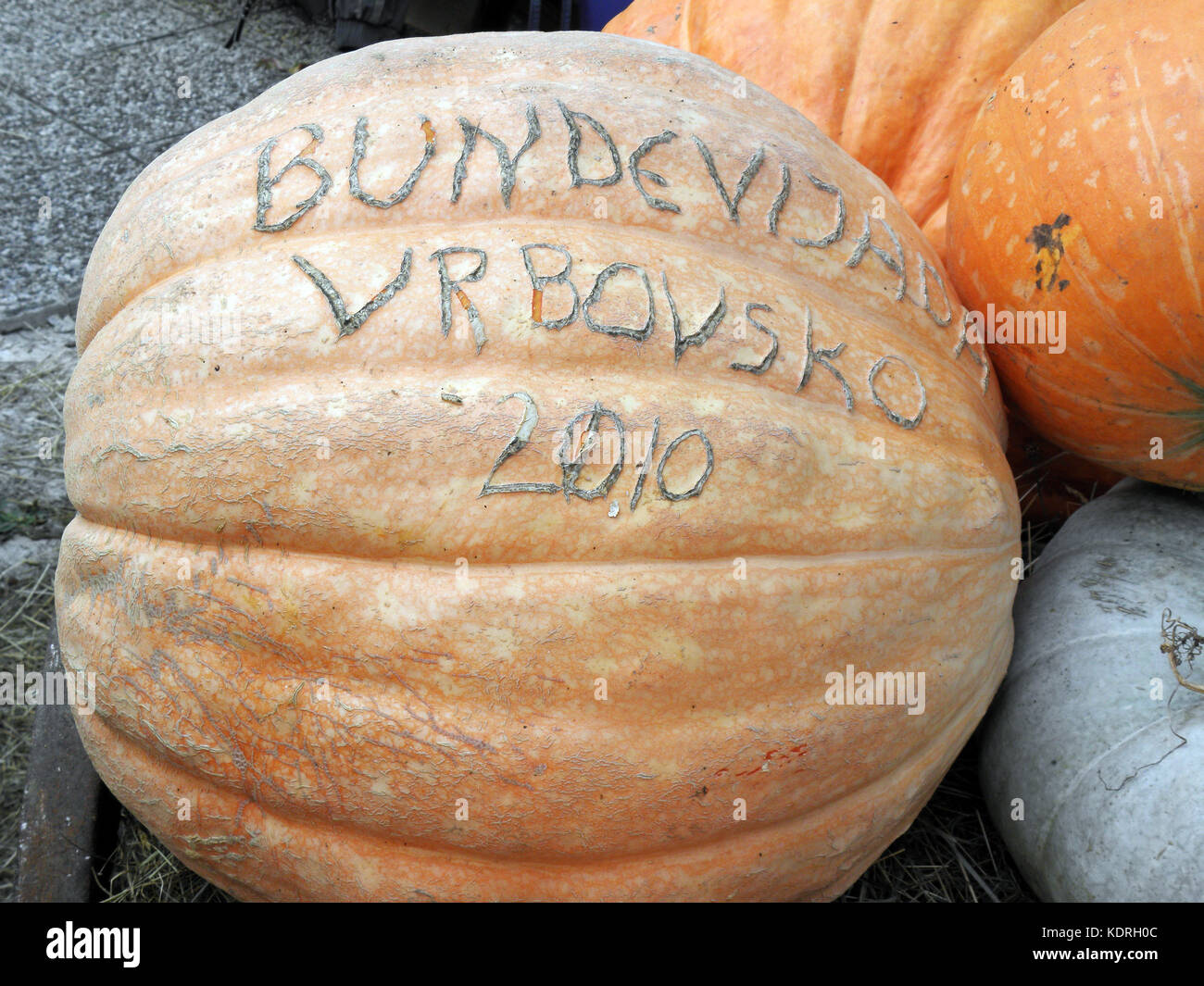 Pumpkin Fest by autumn,Vrbovsko,Croatia,Europe,2 Stock Photo