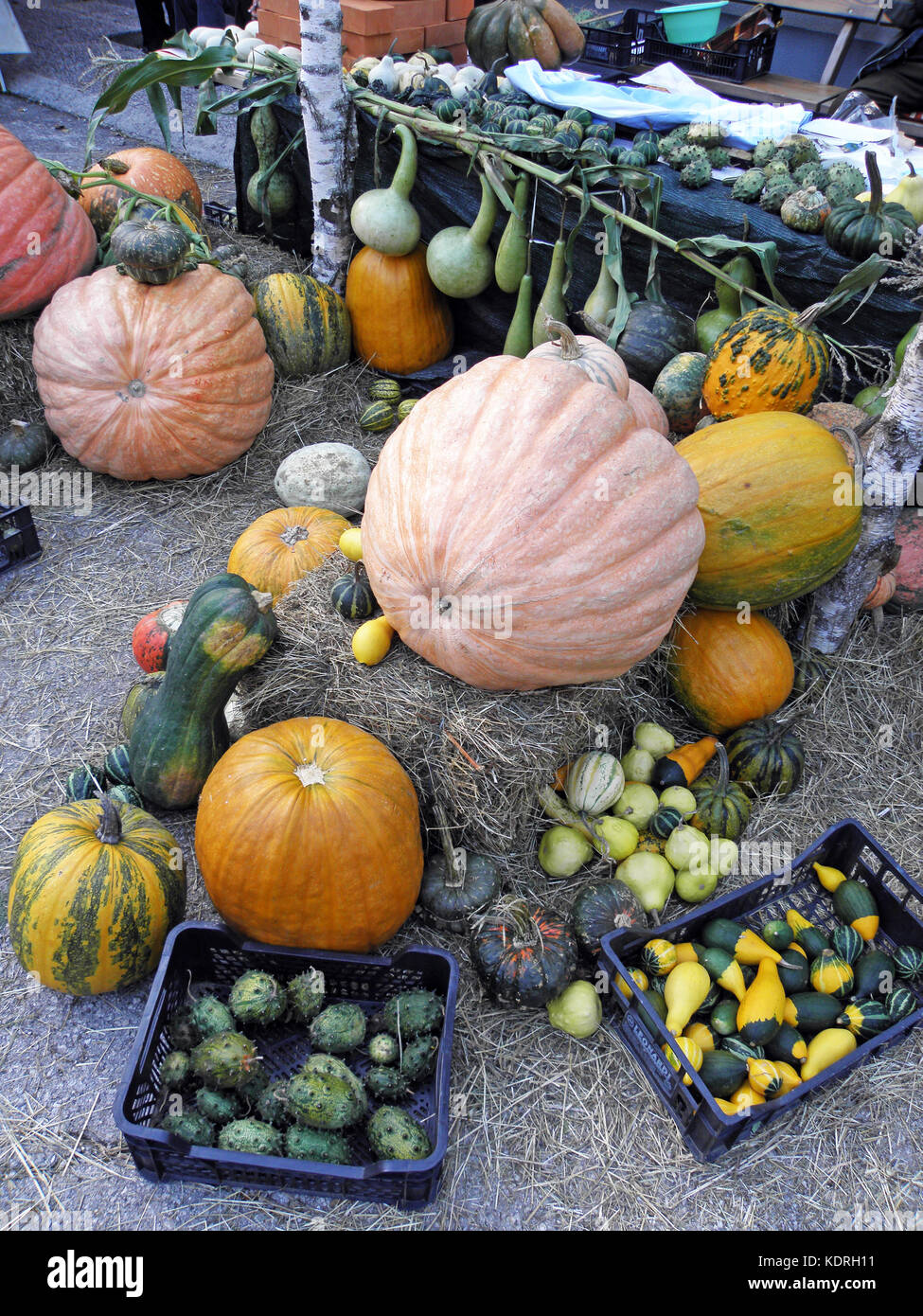 Pumpkin Fest by autumn,Vrbovsko,Croatia,Europe,7 Stock Photo