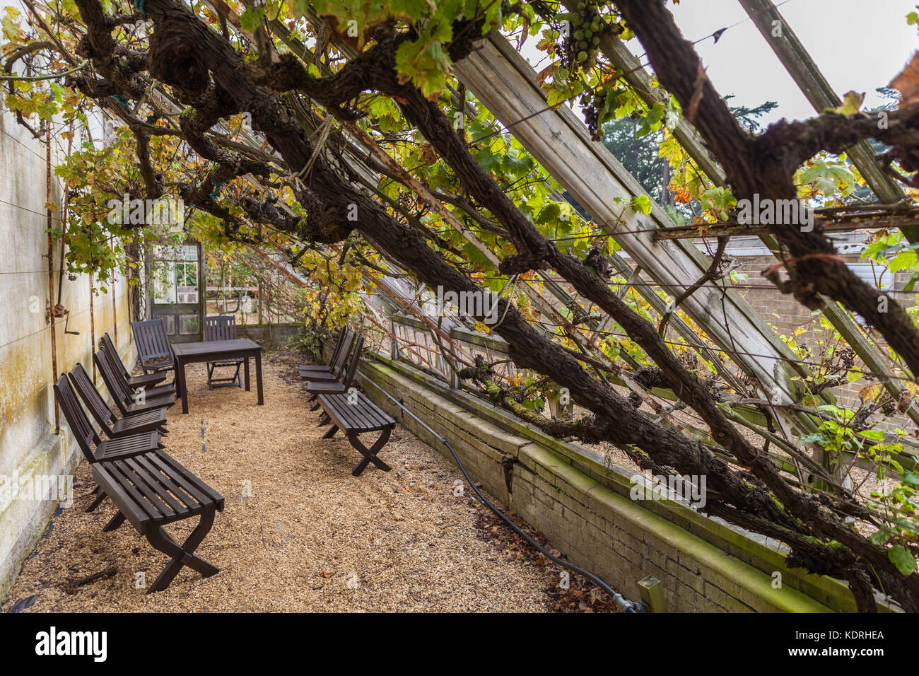 Grape vine greenhouse hires stock photography and images Alamy