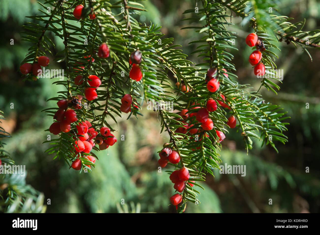 Red yew tree berries or arils, Taxus baccata tree in England, UK Stock Photo