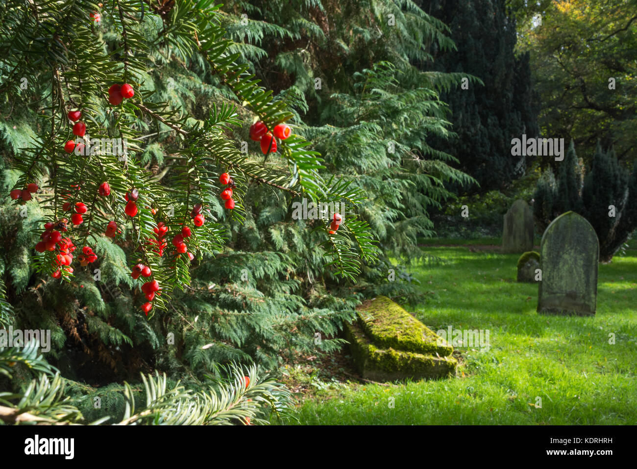 Red yew tree (Taxus baccata) berries or arils in Greywell village churchyard, Hampshire, UK Stock Photo