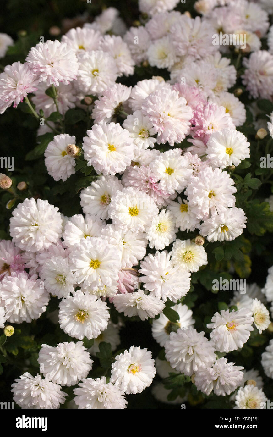 Chrysanthemum 'Purleigh White' flowers in the garden. Hardy chrysanthemums. Stock Photo
