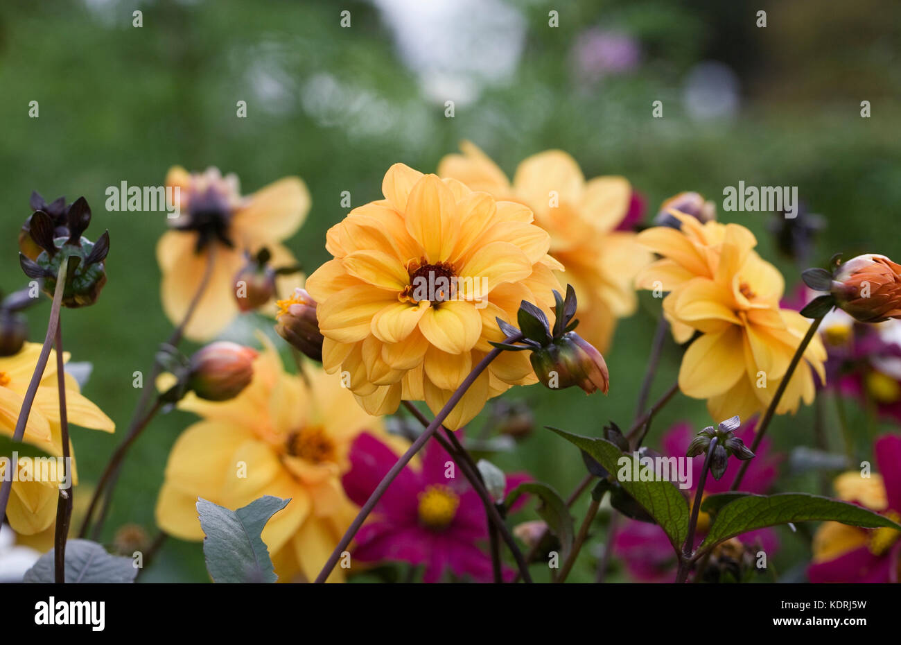 Colourful Dahlias in the garden. Stock Photo