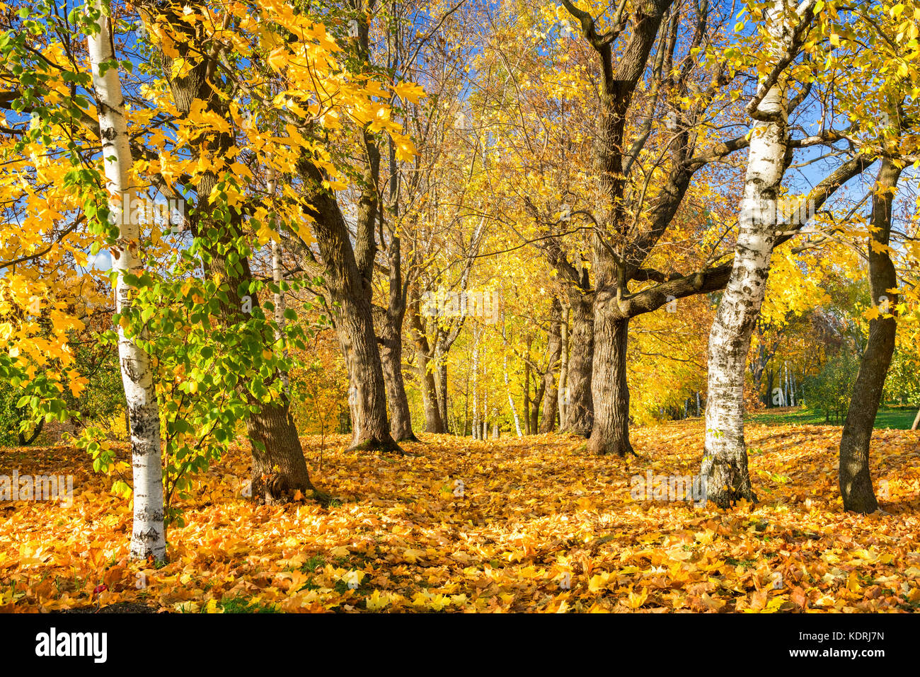 Sunny autumn in the park Stock Photo - Alamy