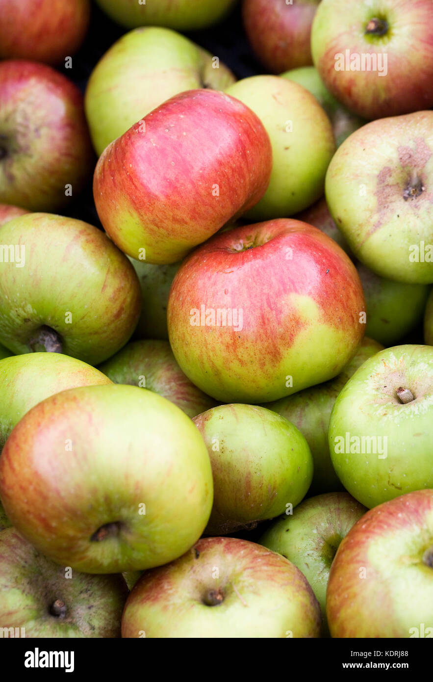Malus domestica 'Bramley's Seedling'. Bramley apples. Stock Photo