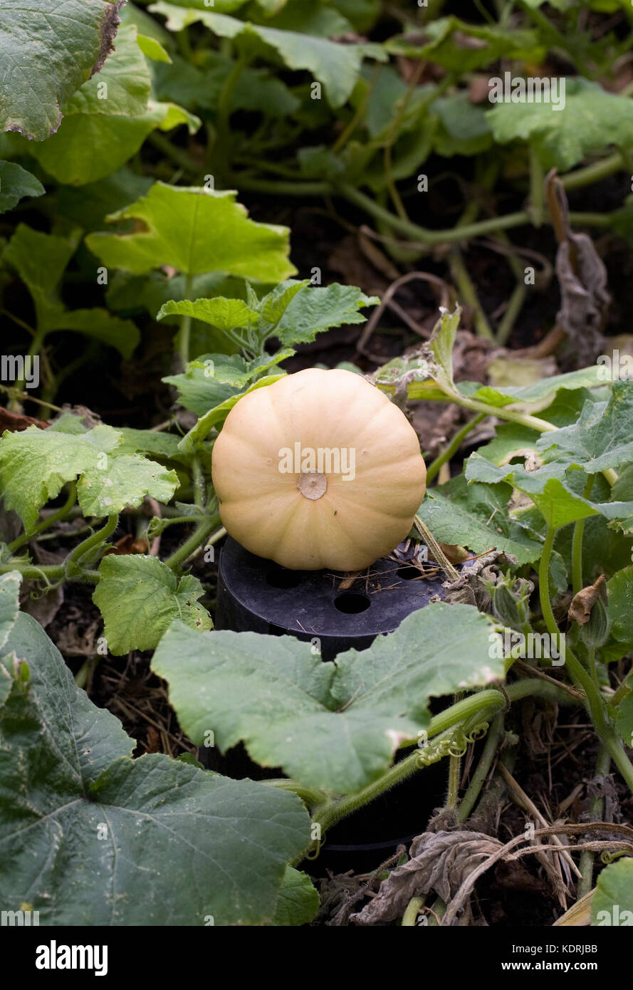 Curcubita pepo. Pumpkin raised off the ground to ripen. Stock Photo