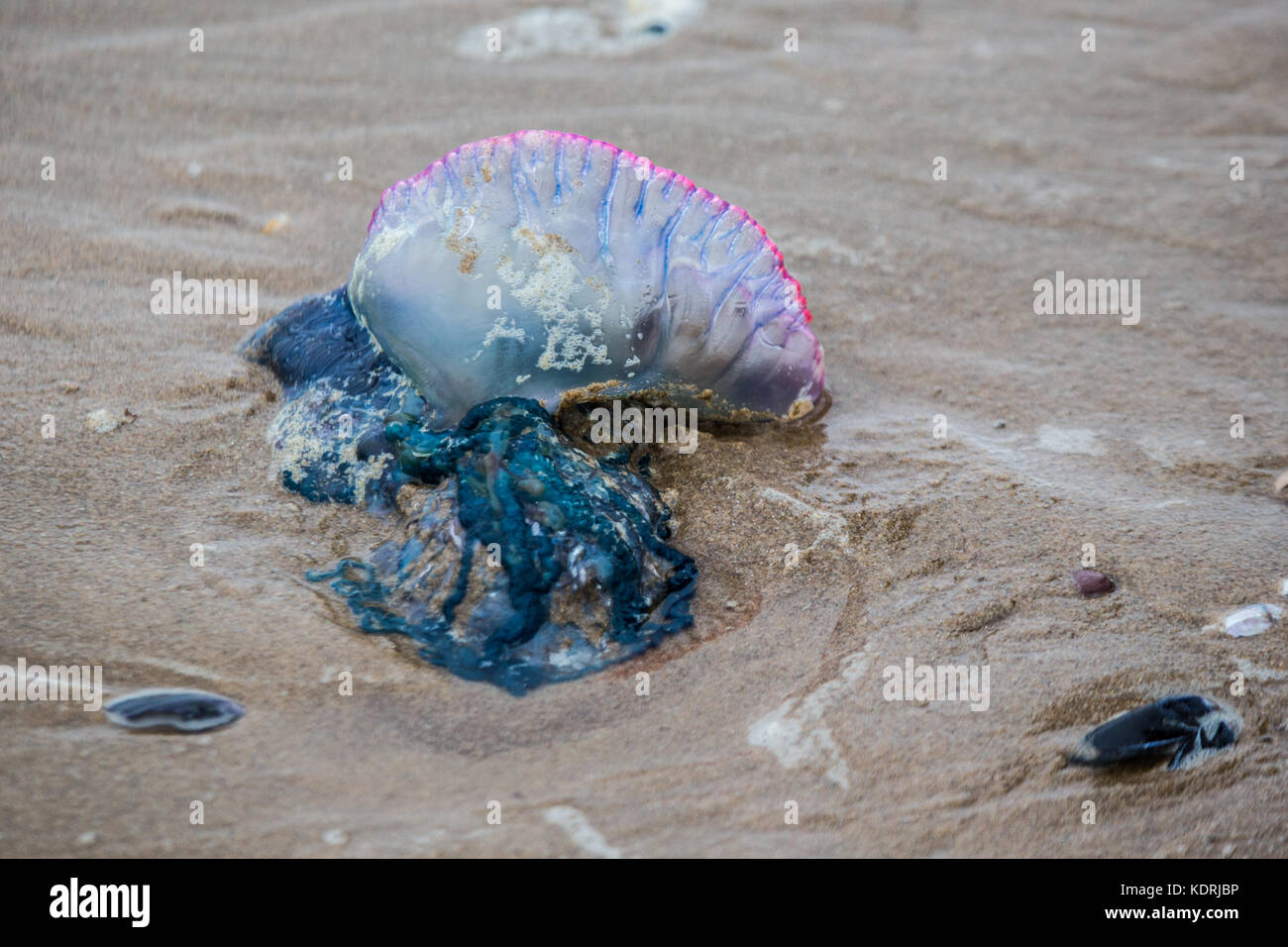 Portuguese Man of War Jellyfish on Rhossili Beach, South Wales Stock ...