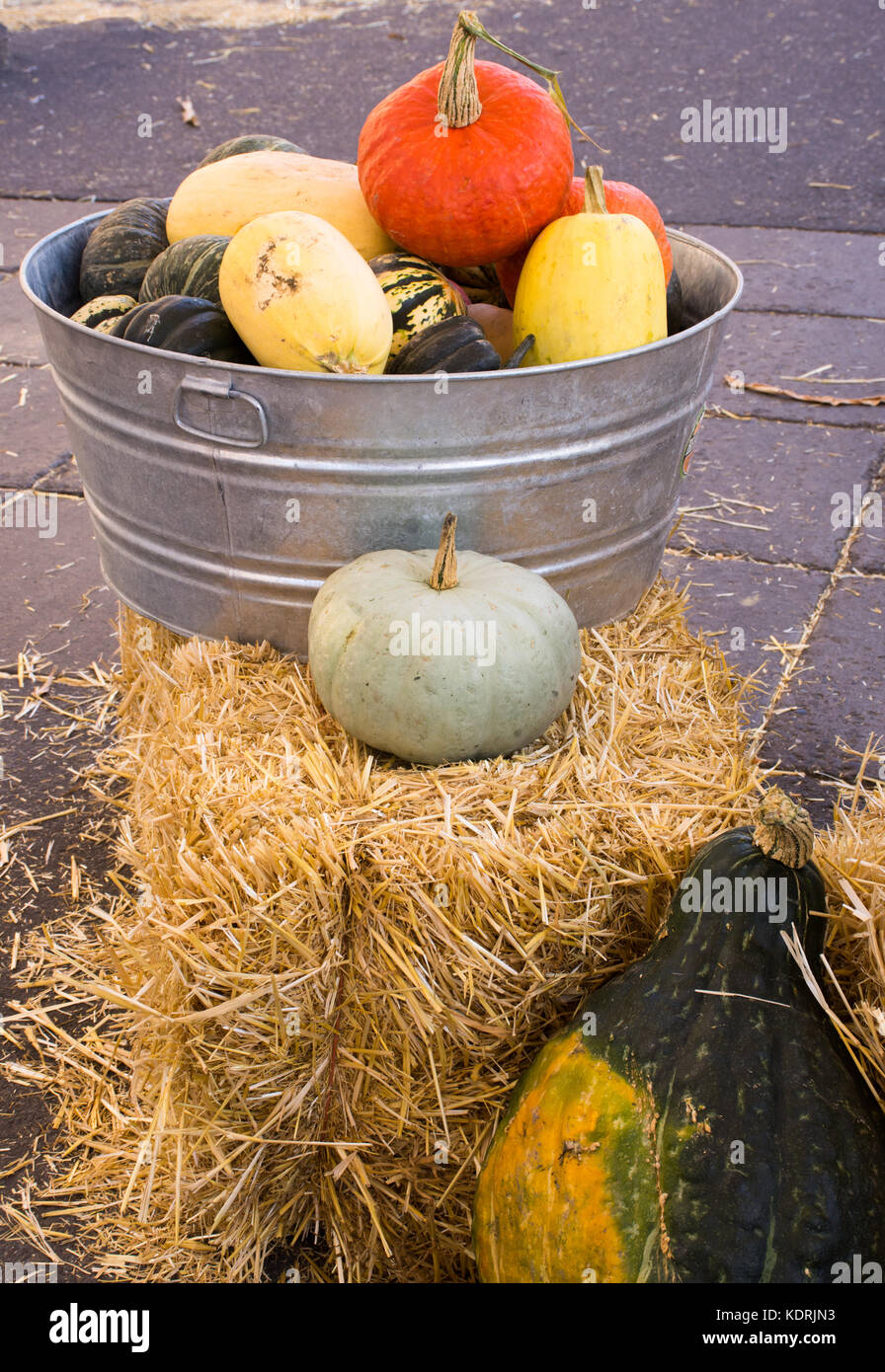 Pumpkins, gourds and winter squash in a galvanized metal container with