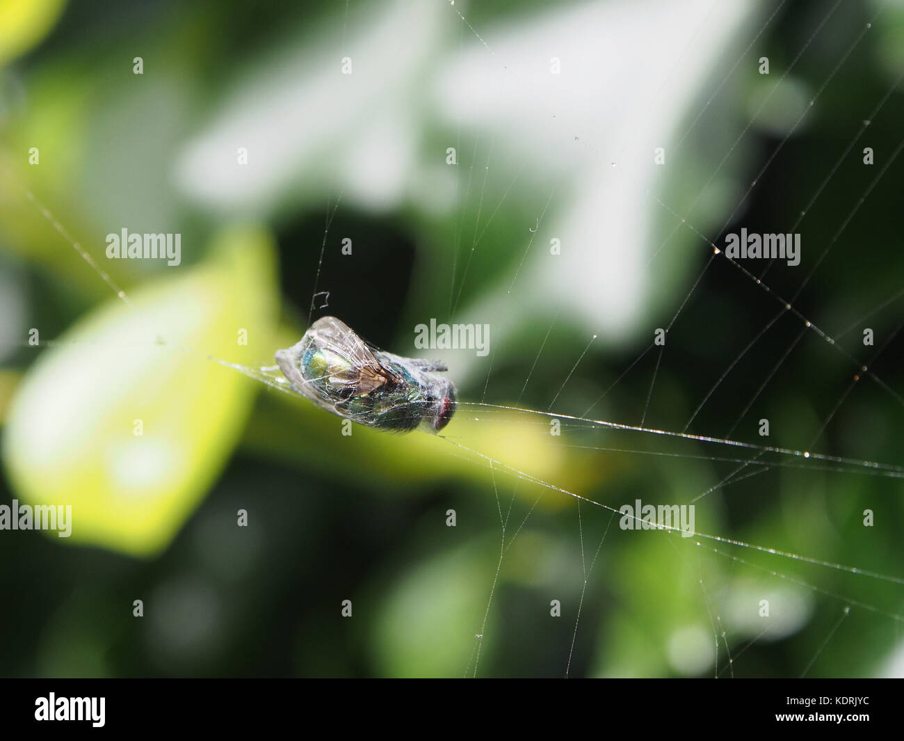 A wasp caught in a spiders web and wrapped in silk Stock Photo