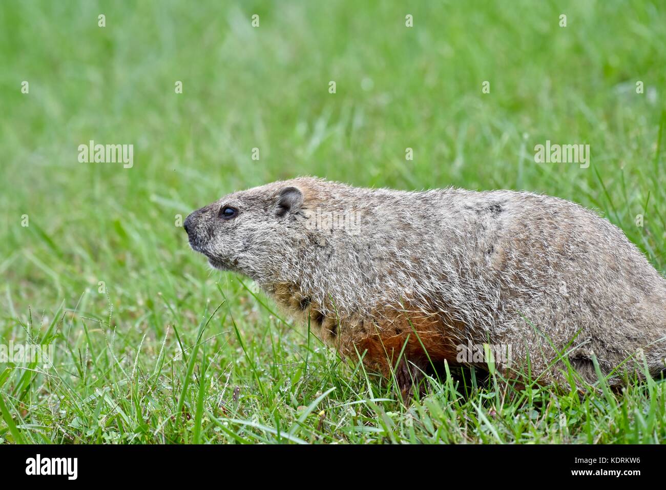 Groundhog Marmota Monax Also Known A As A Woodchuck Stock Photo