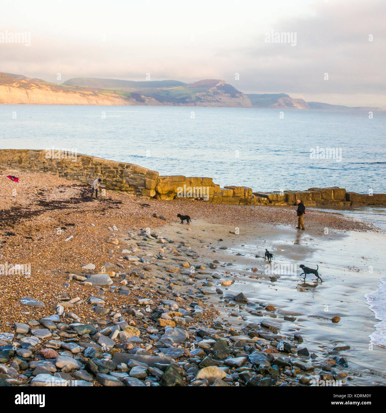 Dogs playing in Lyme Regis, Dorset, England. "Golden Cap" hill (between