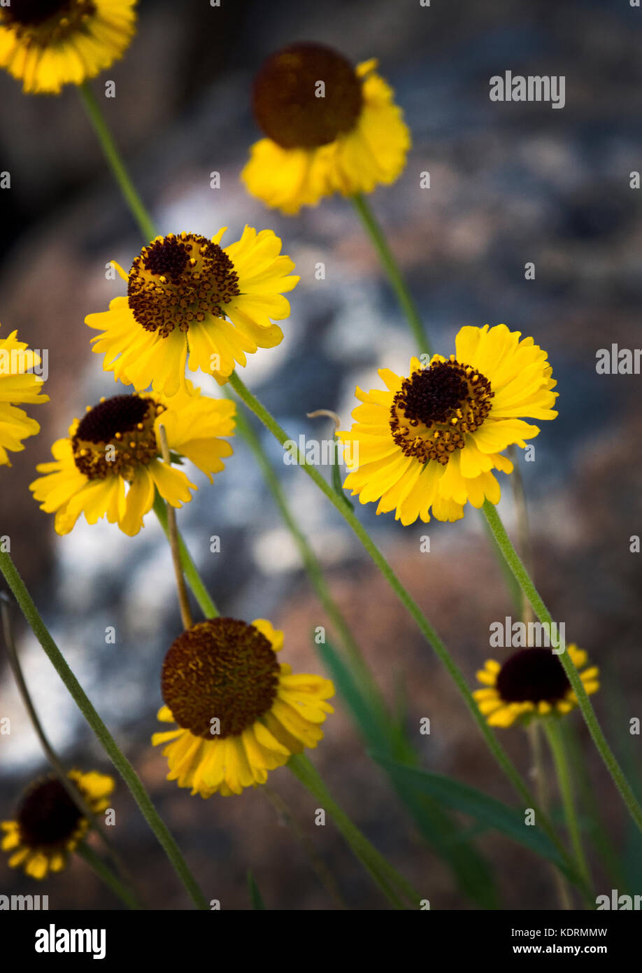 Bigelow sneezeweed wildflowers, Yosemite National Park Stock Photo Alamy