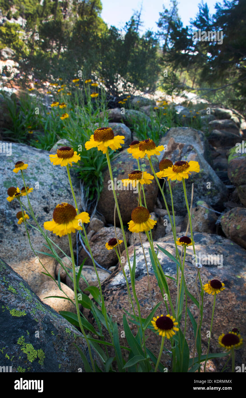 Bigelow sneezeweed wildflowers, Yosemite National Park Stock Photo Alamy