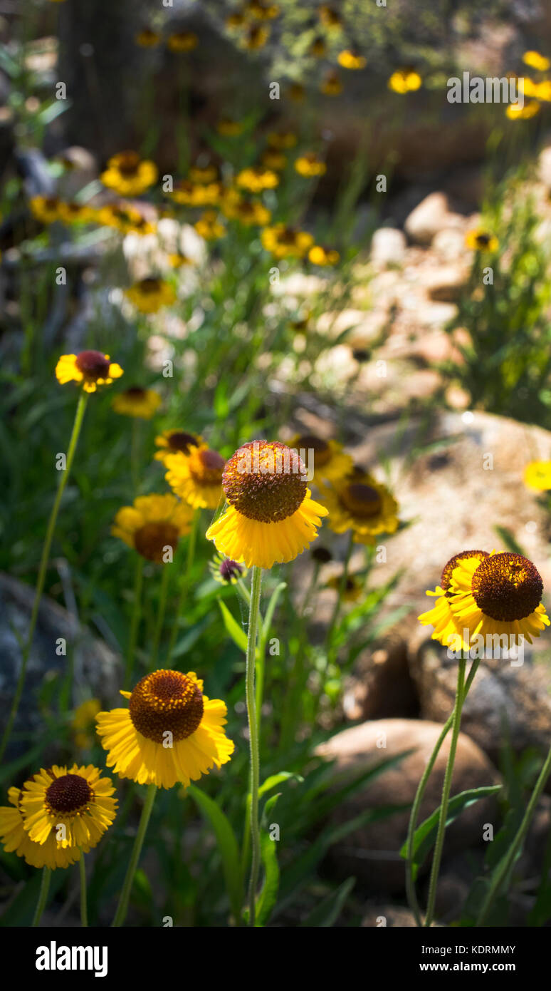 Vertical wildflowers hi-res stock photography and images - Alamy