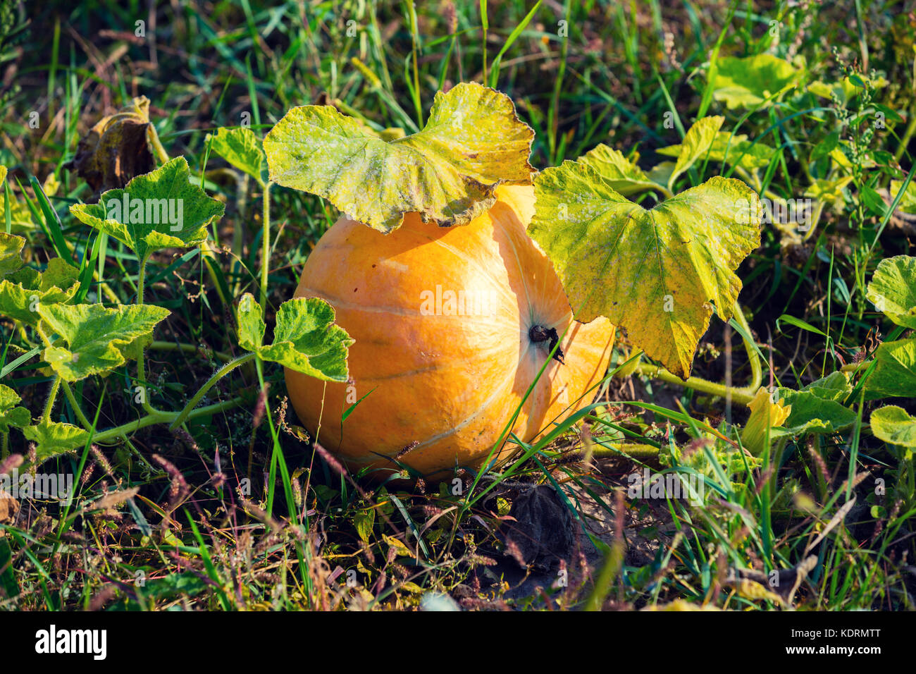 Pumpkin growing in the vegetable garden Stock Photo - Alamy
