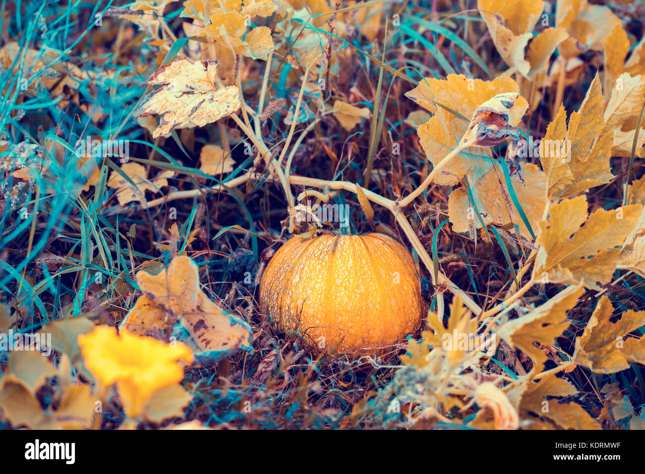 Pumpkin growing in the vegetable garden Stock Photo - Alamy