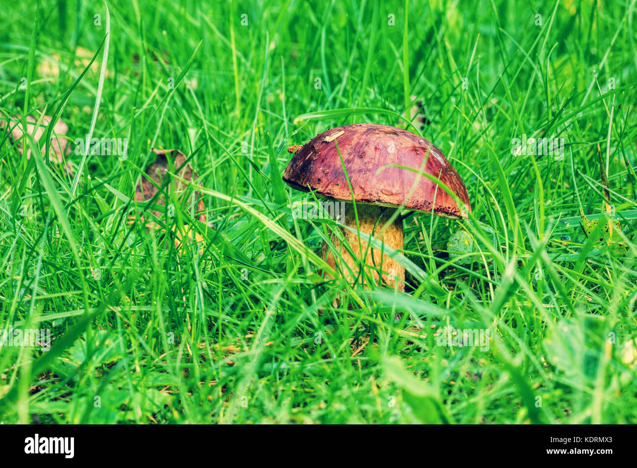 mushroom growing on autumn grass Stock Photo