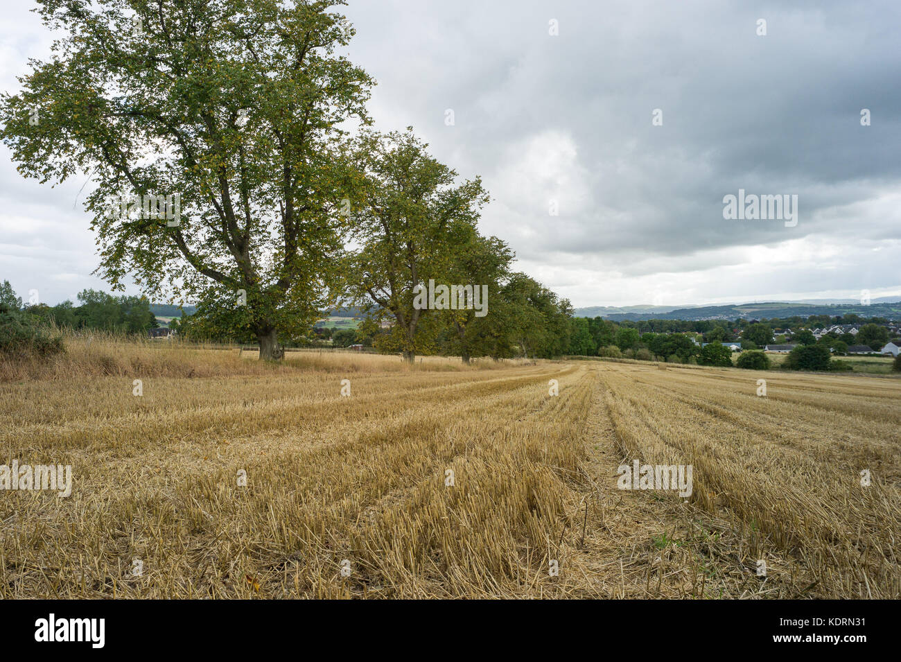 Fields and Woodland north of Scone under threat of housing development October 2017 Stock Photo