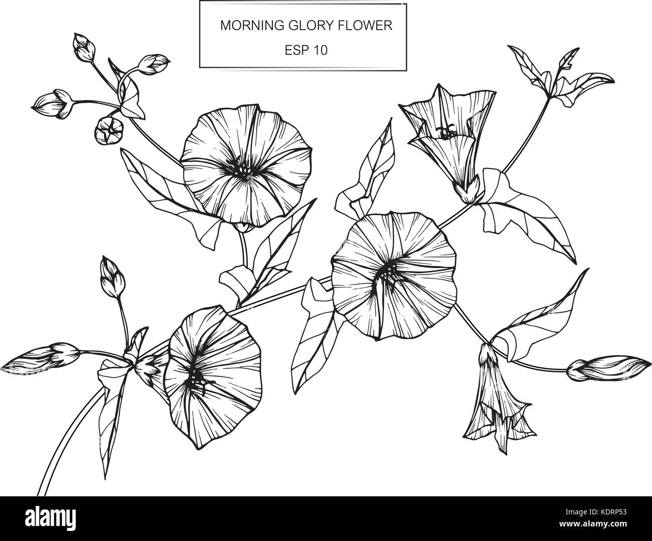 Morning glory flower drawing illustration. Black and white with line art. Stock Vector