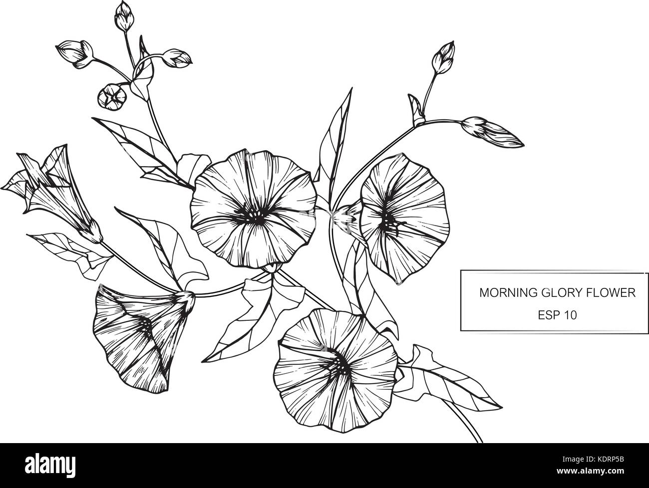 Morning glory flower drawing illustration. Black and white with line art. Stock Vector