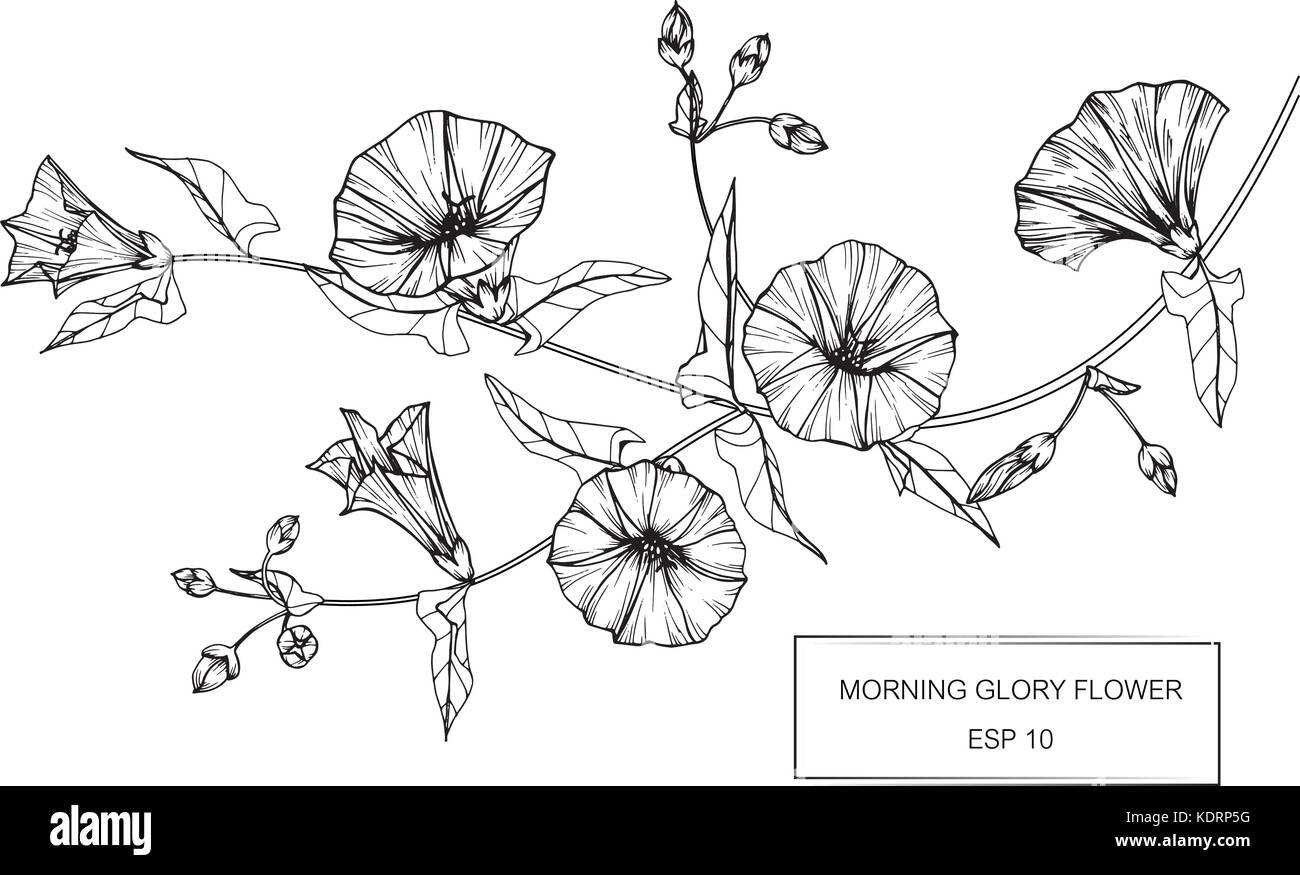 Morning glory flower drawing illustration. Black and white with line art. Stock Vector