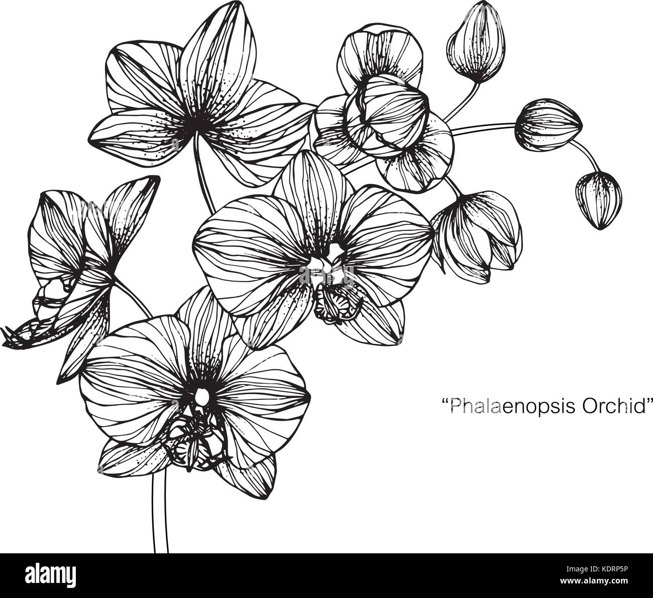 Orchid flower drawing illustration. Black and white with line art Stock