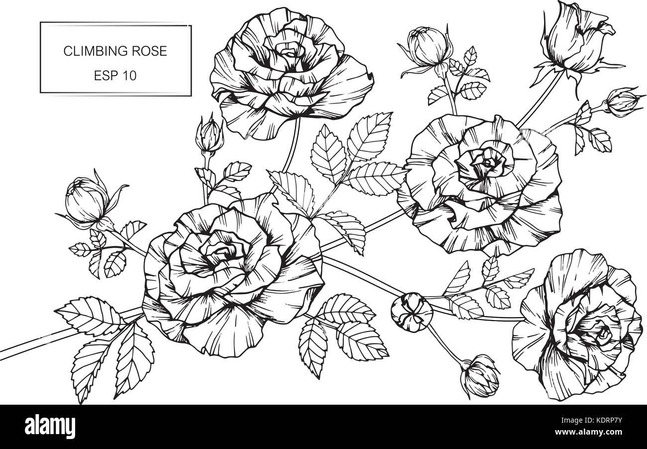 Roses Flower Drawing Illustration Black And White With Line Art Stock Vector Image Art Alamy