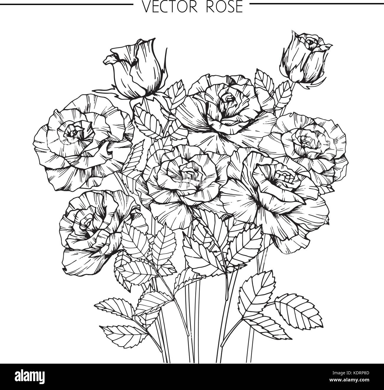 Roses flower drawing illustration. Black and white with line art Stock  Vector Image & Art - Alamy