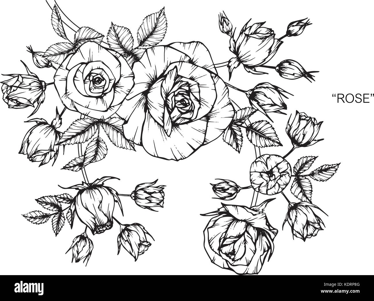 Roses flower drawing illustration. Black and white with line art Stock