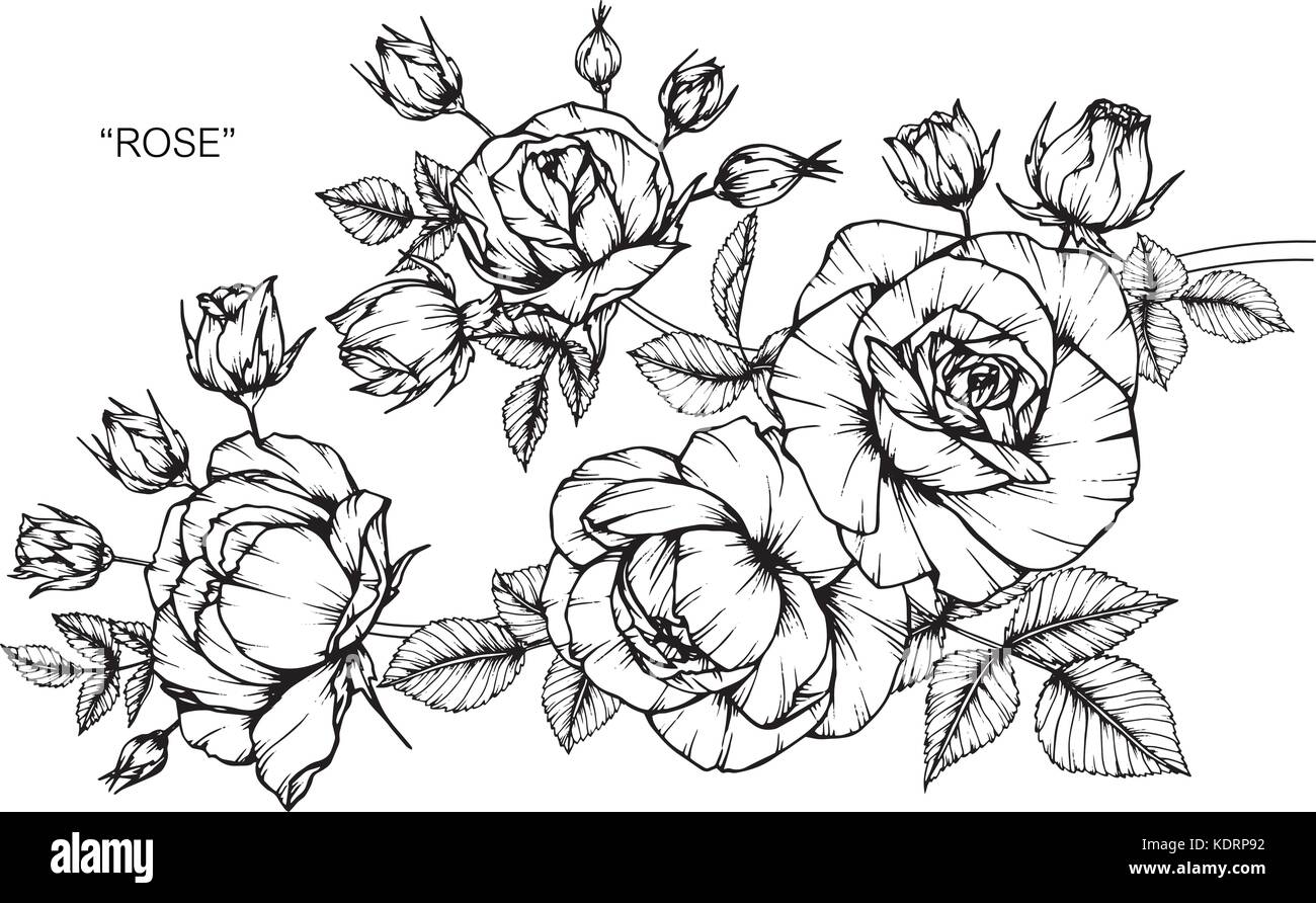 Roses flower drawing illustration. Black and white with line art. Stock Vector