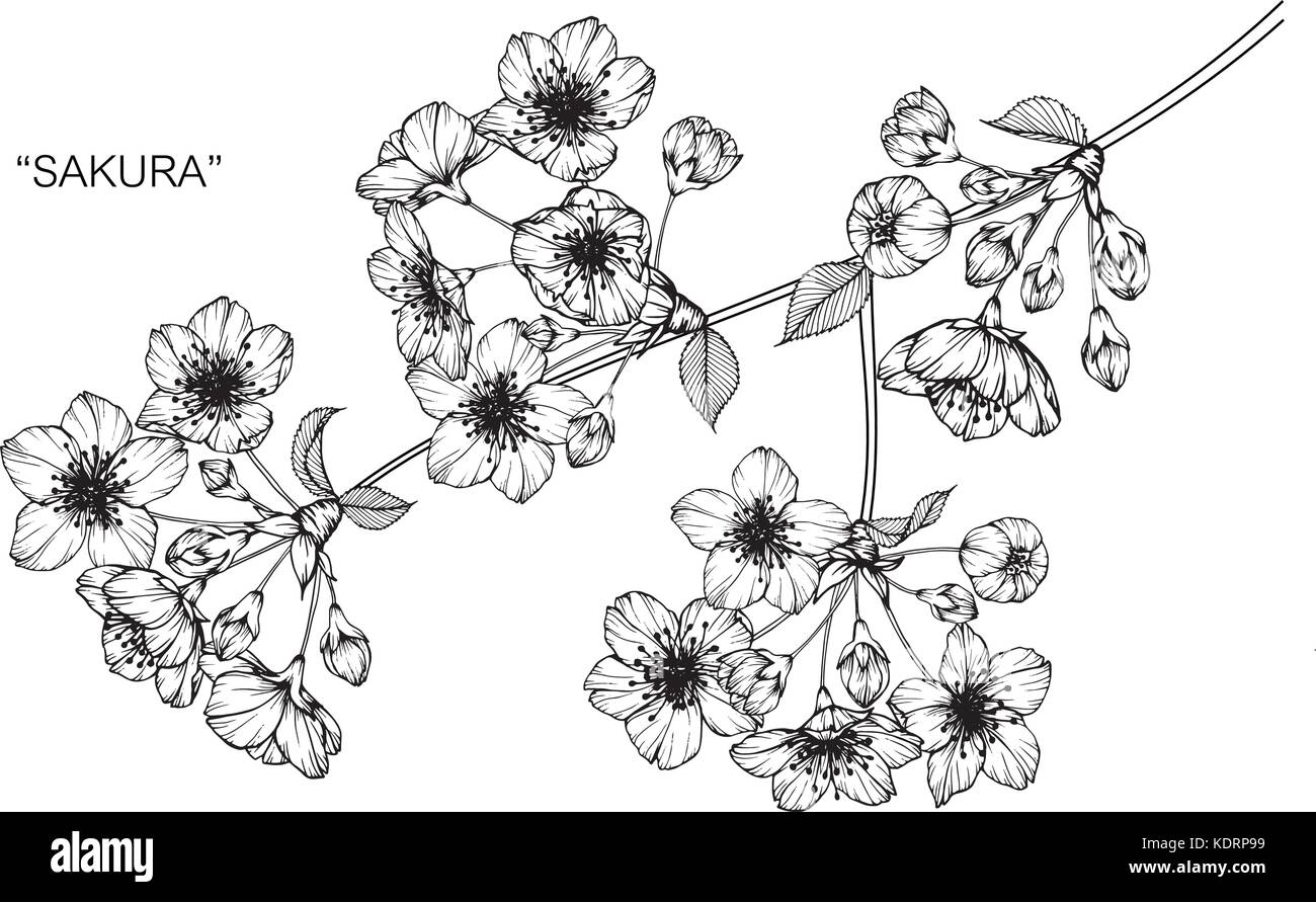 Cherry Blossom Flower Drawing Illustration Black And White With Line Stock Vector Image Art Alamy