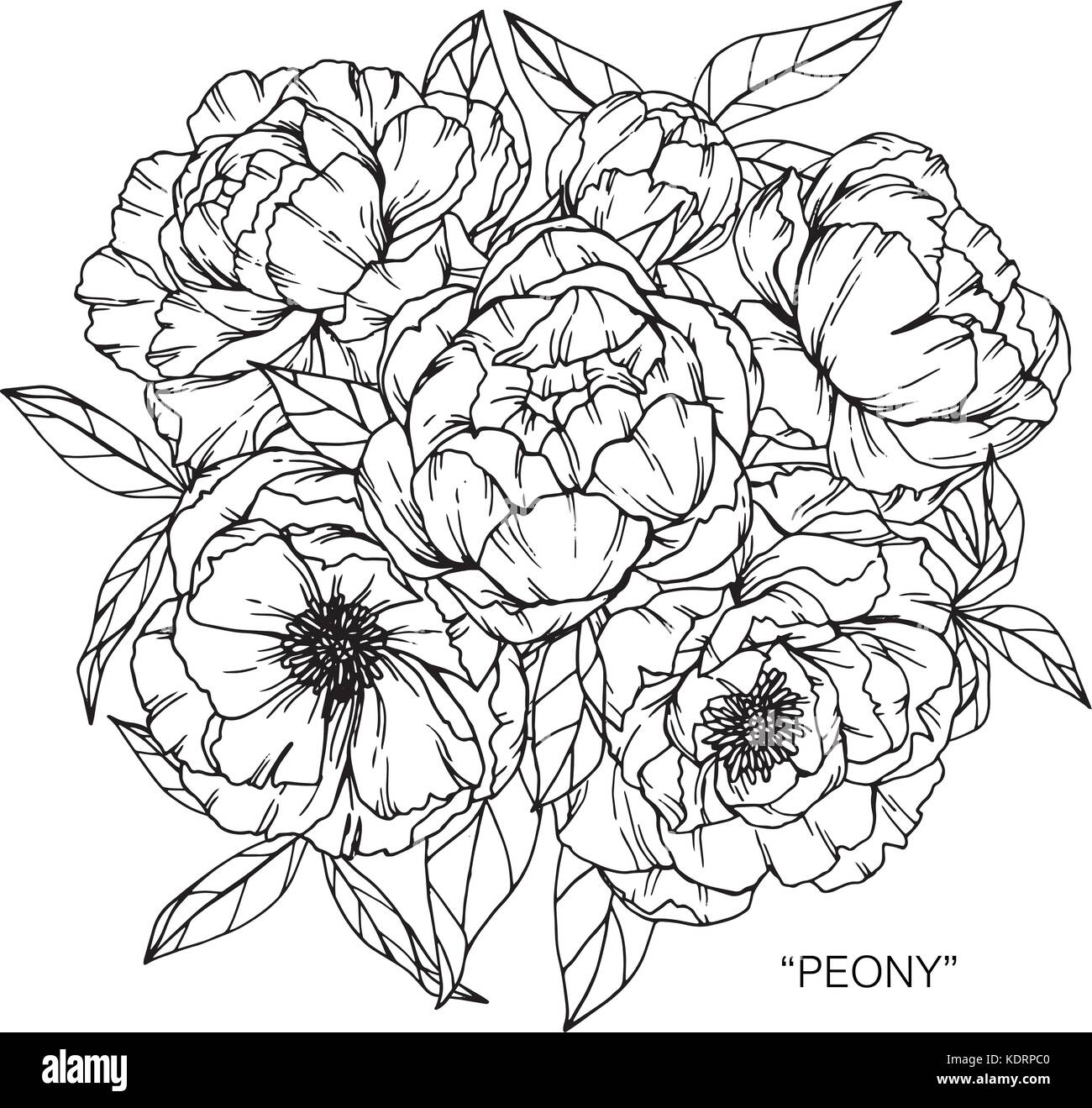 Bouquet of peony flowers drawing. Stock Vector