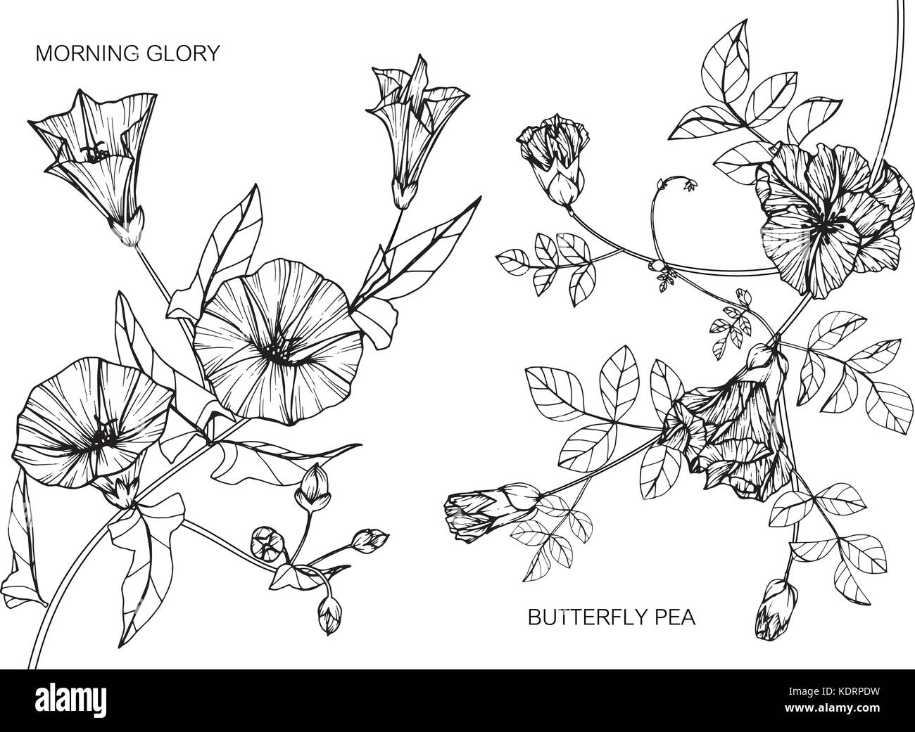 Morning glory and Butterfly pea flower drawing  illustration. Black and white with line art. Stock Vector