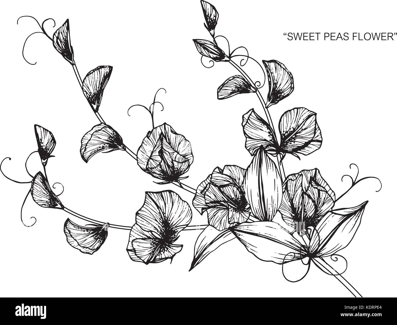 Vegetable, Illustration of Hand Drawn Sketch Fresh Indian Pea Plant with  Flower and Pods Isolated on..., Stock Vector, Vector And Low Budget Royalty  Free Image. Pic. ESY-040785863 | agefotostock