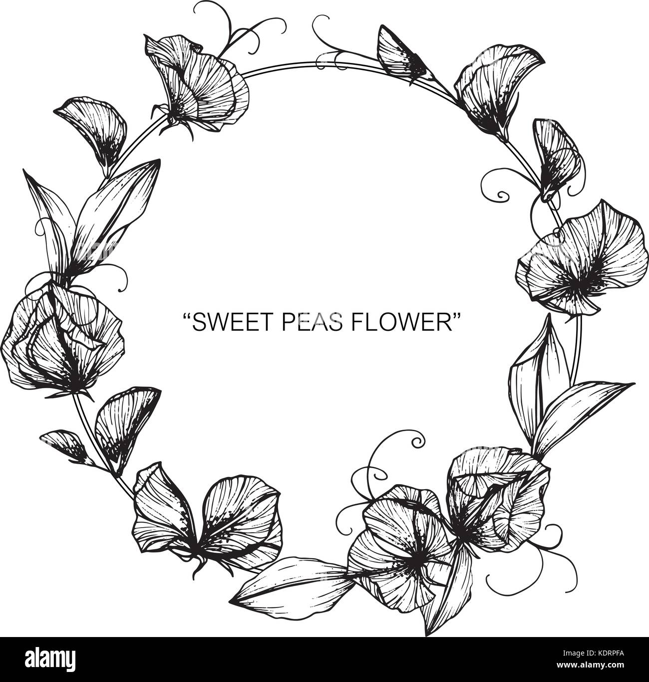 Sweet Pea Flower Drawing Illustration Black And White With Line Stock Vector Image Art Alamy