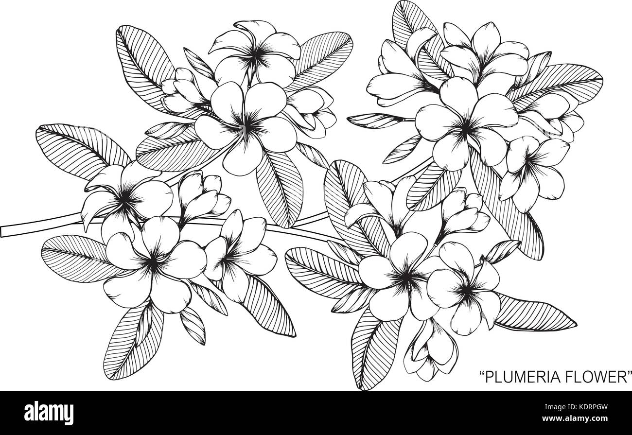 Plumeria flower drawing  illustration. Black and white with line art. Stock Vector