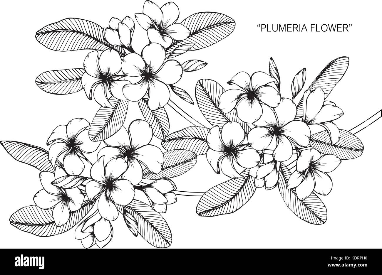 Plumeria flower drawing  illustration. Black and white with line art. Stock Vector