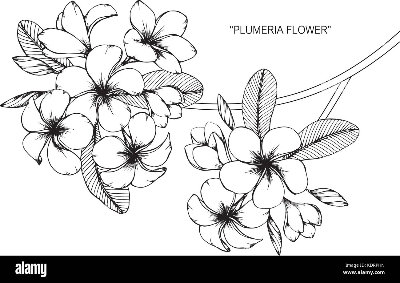 Plumeria flower drawing  illustration. Black and white with line art. Stock Vector