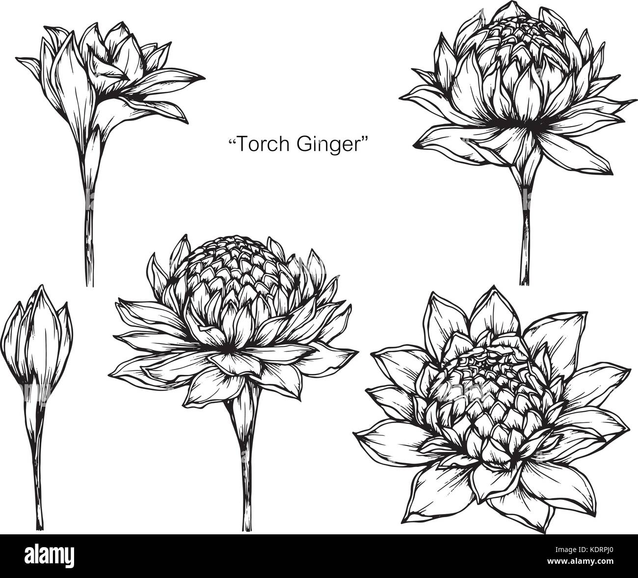Torch ginger plant Stock Vector Images Alamy