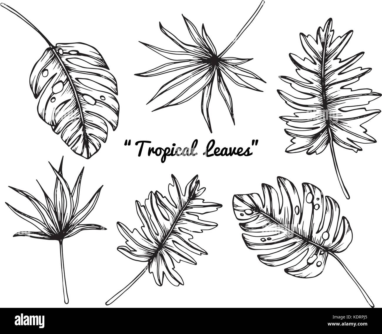 Tropical leaves drawing. Stock Vector